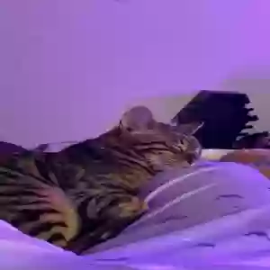 lost male cat simba