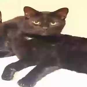 lost male cat bobby zizzle