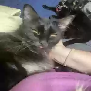 lost male cat pumpkin