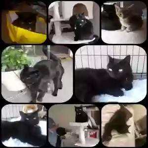 lost unknown cat bella