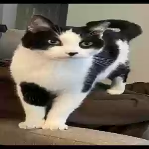 lost male cat barkley