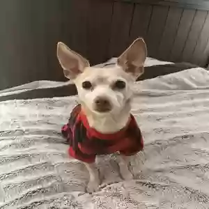 lost male dog gizmo