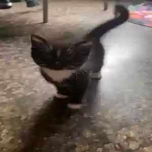 lost male cat anakin