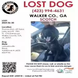 lost male dog scotch