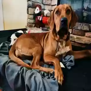 lost female dog nova