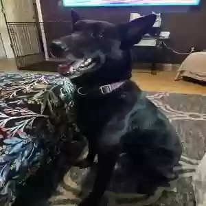 lost male dog koda