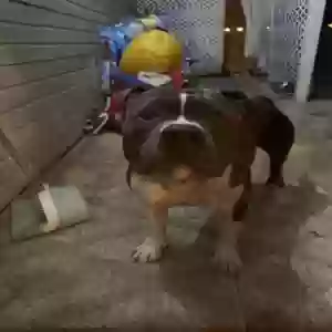 found male dog unknown