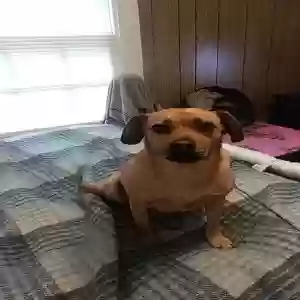 lost male dog brownie