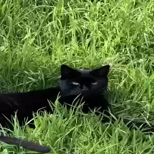 lost male cat beebs