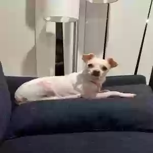 lost female dog coco