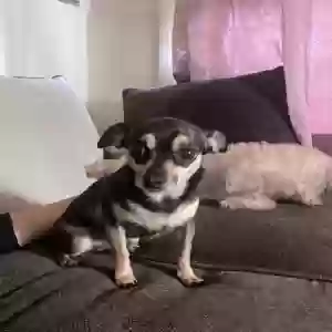 lost female dog chiquis