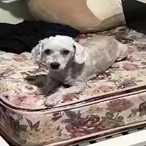 lost female dog luna