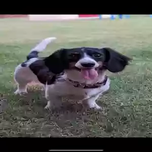 lost female dog bridgette