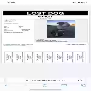 lost male dog rocko