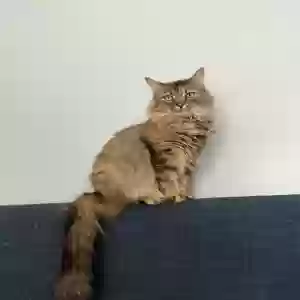 lost female cat pepper