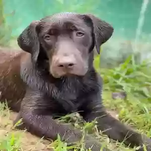 lost male dog scout