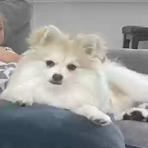 lost male dog luka