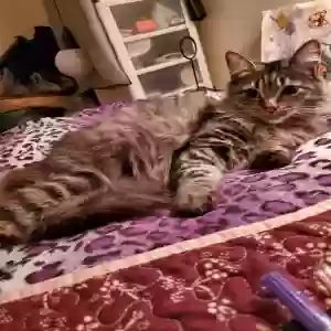 lost female cat baby