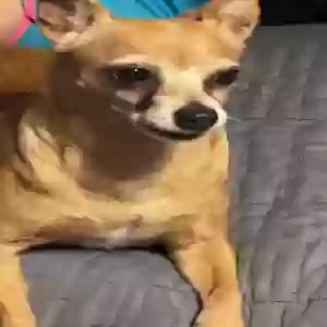 lost female dog izzy