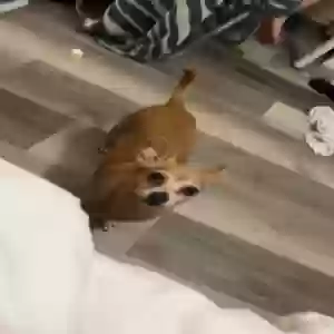 lost female dog izzy