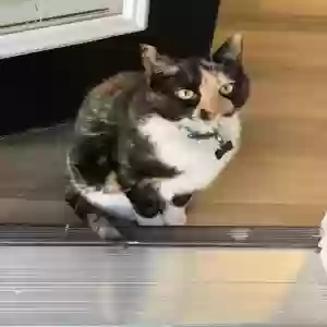lost female cat penelope