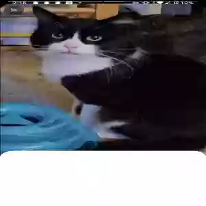 lost male cat fluffy