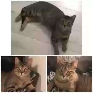lost male cat henry