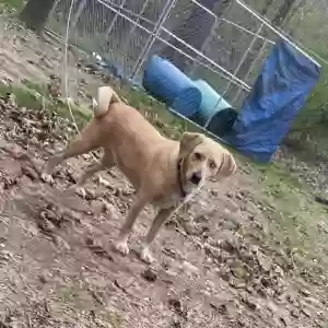 lost female dog luna and her puppies