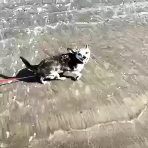 lost male dog charlie