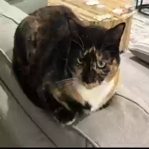 lost female cat theodosia