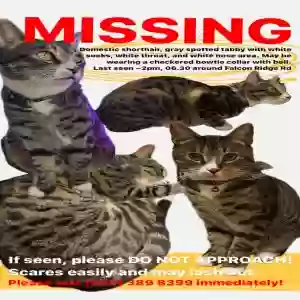 lost male cat pepper