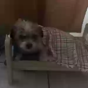 lost male dog joey