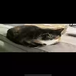 lost female cat theodosia