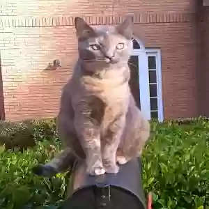 lost female cat unknown