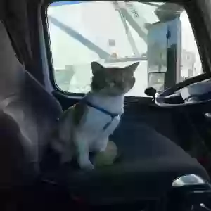 lost male cat papi