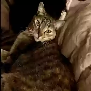 lost female cat kitty