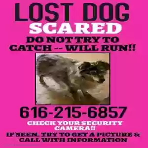 lost male dog freckles