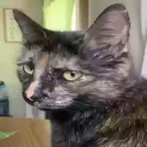 lost female cat tito