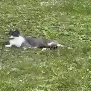 lost male cat lidl (lee-dull)