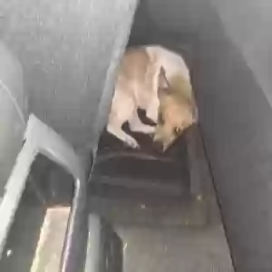 found male dog unknown