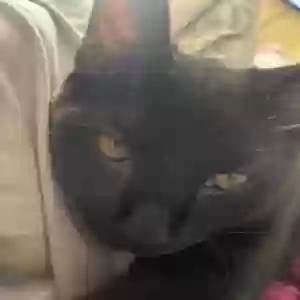 lost male cat unknown