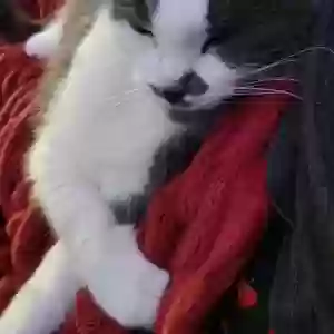 lost female cat peppersteak