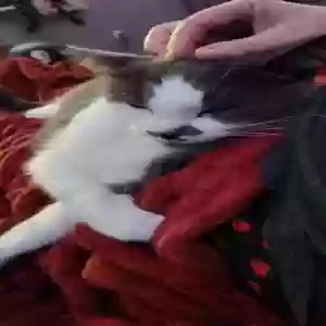 lost female cat princess peppersteak 