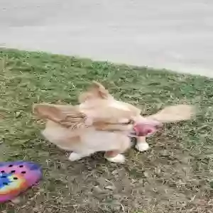 lost female dog emi