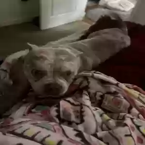 lost female dog scarlett