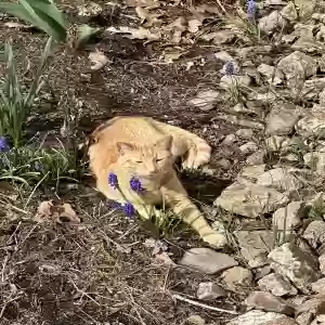 lost male cat jordan