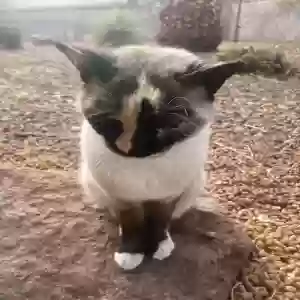 lost female cat twoface
