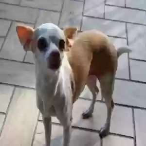 lost female dog mimi