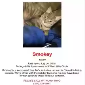 lost male cat smokey