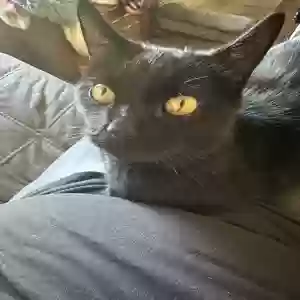 lost male cat tebo